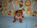 Dachshund